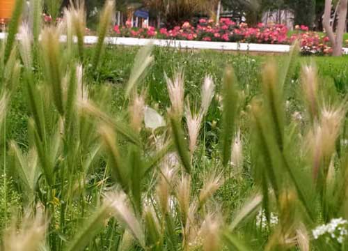 دانشگاه سیستان و بلوچستان