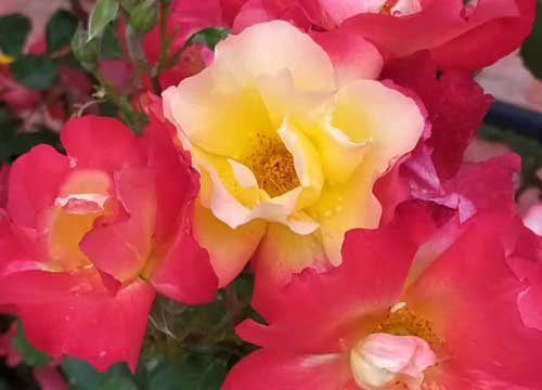 دانشگاه سیستان و بلوچستان