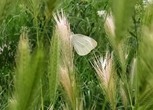 دانشگاه سیستان و بلوچستان
